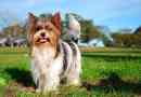 Baiver yorkshire terrier - plus i cons cons